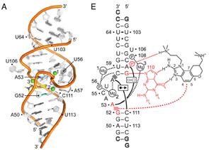 HCV molecule image
