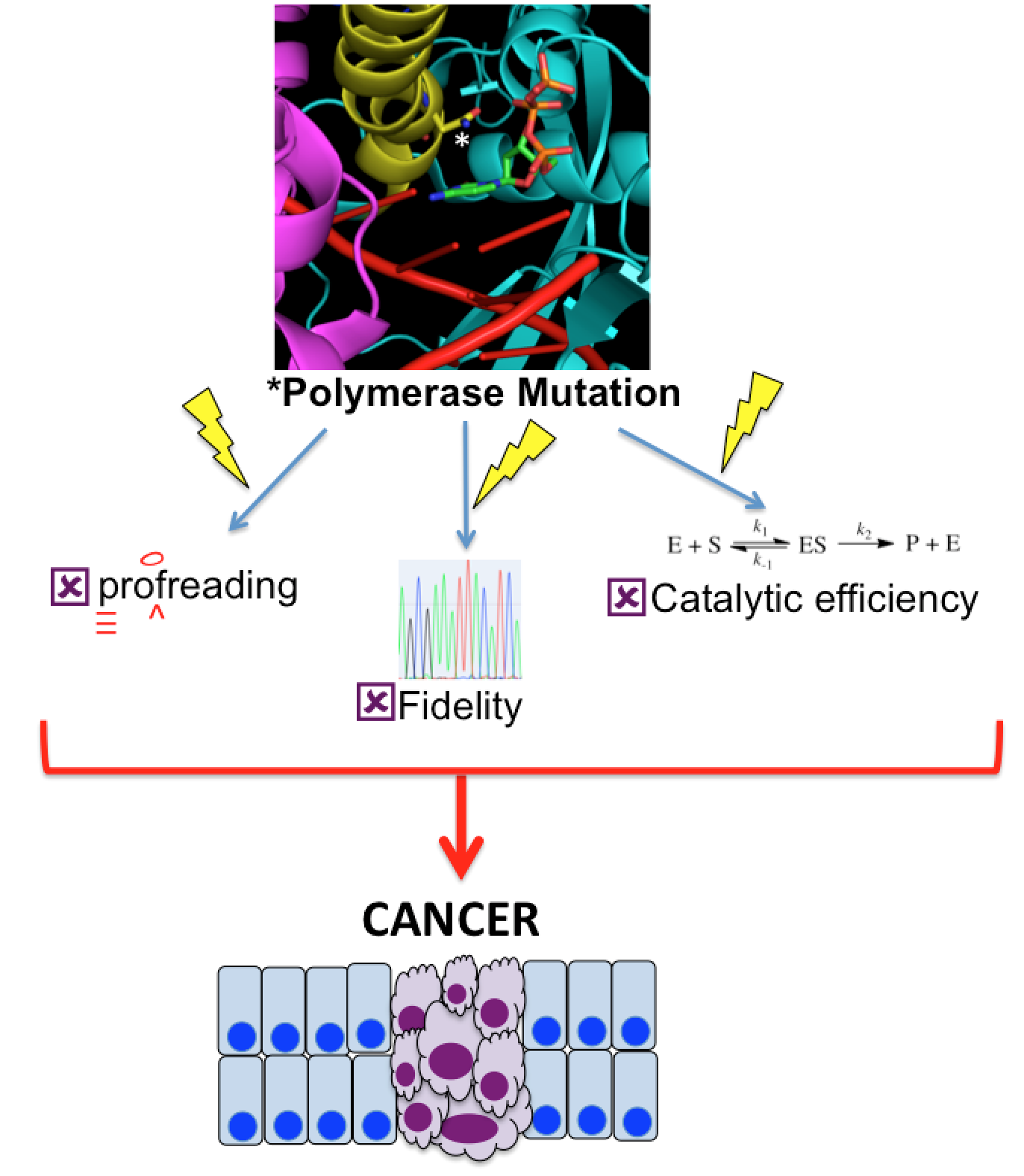polymerase mutation and cancer