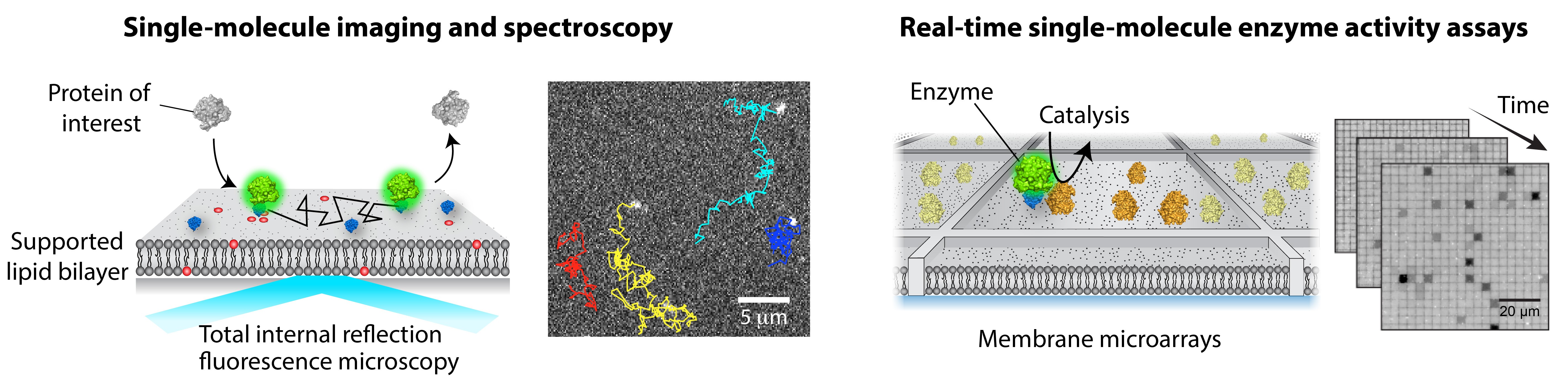 In vitro reconstitution and quantitative analysis of membrane signaling reactions