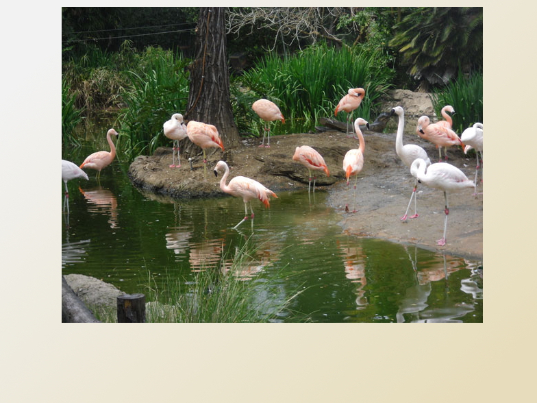 flamingos at the San Diego Zoo